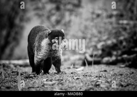 Weiße Nase Nasenbär - Nasua narica, kleine gemeinsame weiße Nase carnivore von Costa Rica aus Wald. Stockfoto