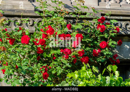 Rosenstrauch mit blühenden rote Rosen Blumen, Straßburg, Elsass, Frankreich, Europa, Stockfoto