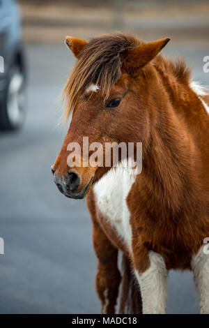 Eine Assateague Wild Horse in Maryland Stockfoto