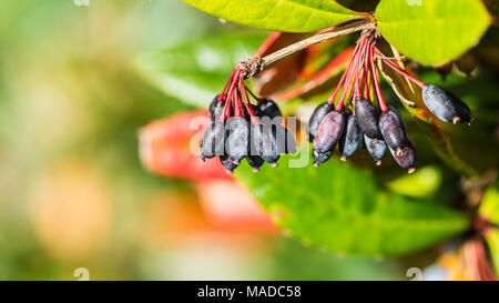 Eine Makroaufnahme eines Clusters von schwarzen Beeren hängen von einem Garten Strauch. Stockfoto