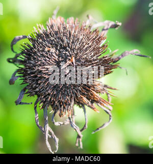 Eine Makroaufnahme einer verfallenden Echinacea Blume Kopf. Stockfoto