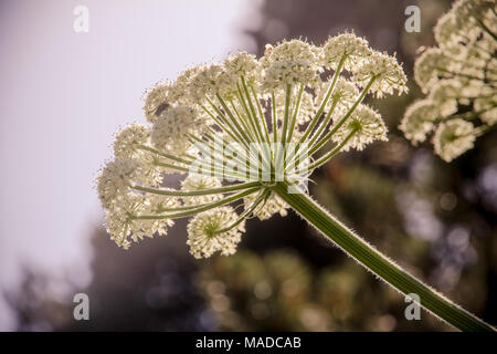 Von unten, dieses Bild zeigt die feinen Haare auf dem Schaft und die zarten Blüten, Blumen und staubgefäßen dieser riesigen Unkraut Stockfoto