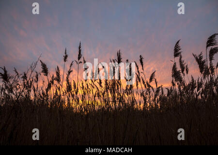 Zarten Pinktönen, orangen und gelben Farbe wispy Wolken als Sonne über sumpfigen Boden in Norfolk. Farben durch die Silhouetten der getuftete Gräser verbesserte Stockfoto