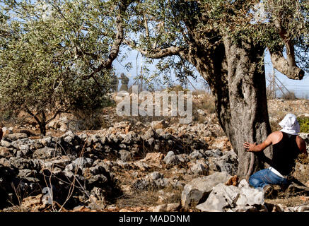 Bilin, Palästina, Dezember 3, 2010: Ein junger Mann versteckt sich hinter einem Baum beim israelischen Defence Force Soldat Punkte ein RIFFLE an ihm während Bilin wöchentlich Stockfoto