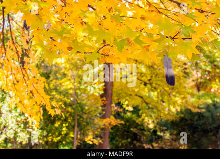 Jardín del Príncipe. Aranjuez. Madrid. España Stockfoto