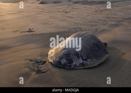 Tote Schildkröte liegend auf Sandstrand. Stockfoto