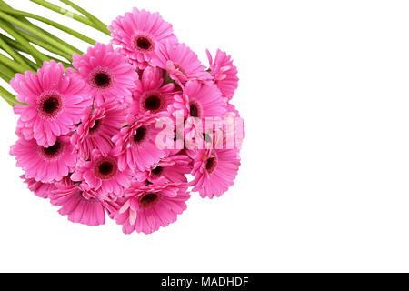 Gerbera ist eine Blume von vielen Korallen geprägt und häufig durch Floristen in Blumensträuße als Schnittblume verwendet, weil es unterscheidungskräftig ist und groß. Stockfoto