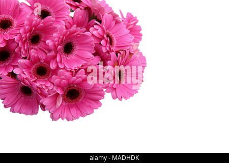 Gerbera ist eine Blume von vielen Korallen geprägt und häufig durch Floristen in Blumensträuße als Schnittblume verwendet, weil es unterscheidungskräftig ist und groß. Stockfoto
