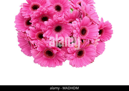 Gerbera ist eine Blume von vielen Korallen geprägt und häufig durch Floristen in Blumensträuße als Schnittblume verwendet, weil es unterscheidungskräftig ist und groß. Stockfoto