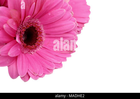 Gerbera ist eine Blume von vielen Korallen geprägt und häufig durch Floristen in Blumensträuße als Schnittblume verwendet, weil es unterscheidungskräftig ist und groß. Stockfoto