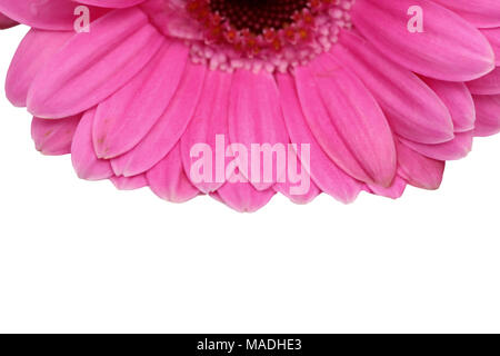 Gerbera ist eine Blume von vielen Korallen geprägt und häufig durch Floristen in Blumensträuße als Schnittblume verwendet, weil es unterscheidungskräftig ist und groß. Stockfoto