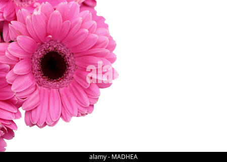 Gerbera ist eine Blume von vielen Korallen geprägt und häufig durch Floristen in Blumensträuße als Schnittblume verwendet, weil es unterscheidungskräftig ist und groß. Stockfoto