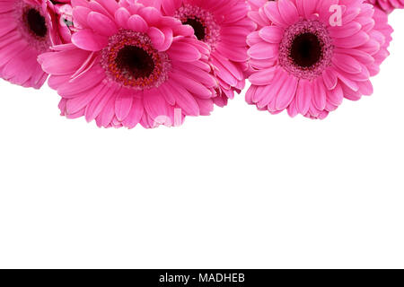 Gerbera ist eine Blume von vielen Korallen geprägt und häufig durch Floristen in Blumensträuße als Schnittblume verwendet, weil es unterscheidungskräftig ist und groß. Stockfoto