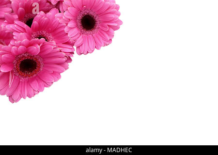 Gerbera ist eine Blume von vielen Korallen geprägt und häufig durch Floristen in Blumensträuße als Schnittblume verwendet, weil es unterscheidungskräftig ist und groß. Stockfoto