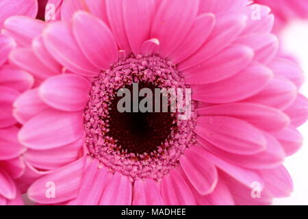 Gerbera ist eine Blume von vielen Korallen geprägt und häufig durch Floristen in Blumensträuße als Schnittblume verwendet, weil es unterscheidungskräftig ist und groß. Stockfoto