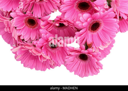 Gerbera ist eine Blume von vielen Korallen geprägt und häufig durch Floristen in Blumensträuße als Schnittblume verwendet, weil es unterscheidungskräftig ist und groß. Stockfoto