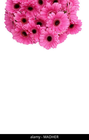 Gerbera ist eine Blume von vielen Korallen geprägt und häufig durch Floristen in Blumensträuße als Schnittblume verwendet, weil es unterscheidungskräftig ist und groß. Stockfoto