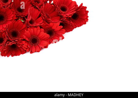 Gerbera ist eine Blume von vielen Korallen geprägt und häufig durch Floristen in Blumensträuße als Schnittblume verwendet, weil es unterscheidungskräftig ist und groß. Stockfoto