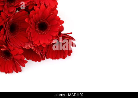Gerbera ist eine Blume von vielen Korallen geprägt und häufig durch Floristen in Blumensträuße als Schnittblume verwendet, weil es unterscheidungskräftig ist und groß. Stockfoto