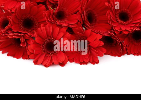 Gerbera ist eine Blume von vielen Korallen geprägt und häufig durch Floristen in Blumensträuße als Schnittblume verwendet, weil es unterscheidungskräftig ist und groß. Stockfoto