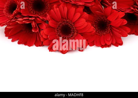 Gerbera ist eine Blume von vielen Korallen geprägt und häufig durch Floristen in Blumensträuße als Schnittblume verwendet, weil es unterscheidungskräftig ist und groß. Stockfoto