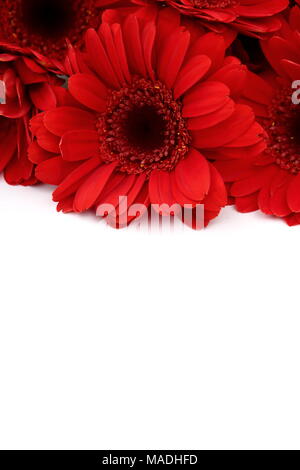 Gerbera ist eine Blume von vielen Korallen geprägt und häufig durch Floristen in Blumensträuße als Schnittblume verwendet, weil es unterscheidungskräftig ist und groß. Stockfoto