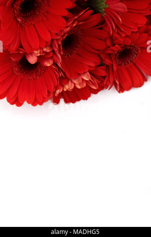 Gerbera ist eine Blume von vielen Korallen geprägt und häufig durch Floristen in Blumensträuße als Schnittblume verwendet, weil es unterscheidungskräftig ist und groß. Stockfoto