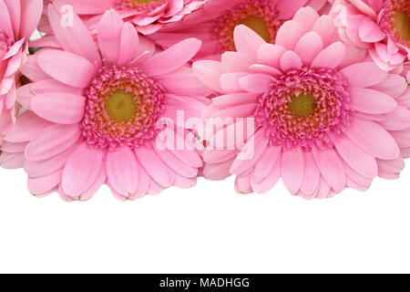 Gerbera ist eine Blume von vielen Korallen geprägt und häufig durch Floristen in Blumensträuße als Schnittblume verwendet, weil es unterscheidungskräftig ist und groß. Stockfoto