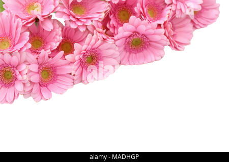 Gerbera ist eine Blume von vielen Korallen geprägt und häufig durch Floristen in Blumensträuße als Schnittblume verwendet, weil es unterscheidungskräftig ist und groß. Stockfoto