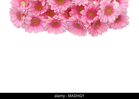 Gerbera ist eine Blume von vielen Korallen geprägt und häufig durch Floristen in Blumensträuße als Schnittblume verwendet, weil es unterscheidungskräftig ist und groß. Stockfoto