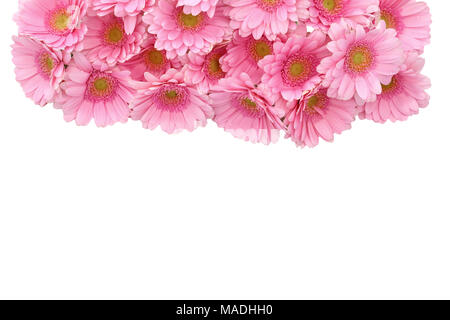 Gerbera ist eine Blume von vielen Korallen geprägt und häufig durch Floristen in Blumensträuße als Schnittblume verwendet, weil es unterscheidungskräftig ist und groß. Stockfoto