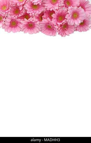 Gerbera ist eine Blume von vielen Korallen geprägt und häufig durch Floristen in Blumensträuße als Schnittblume verwendet, weil es unterscheidungskräftig ist und groß. Stockfoto