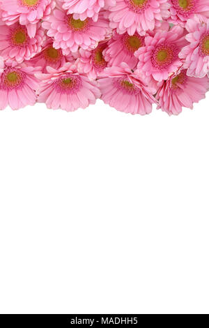 Gerbera ist eine Blume von vielen Korallen geprägt und häufig durch Floristen in Blumensträuße als Schnittblume verwendet, weil es unterscheidungskräftig ist und groß. Stockfoto