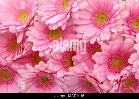 Gerbera ist eine Blume von vielen Korallen geprägt und häufig durch Floristen in Blumensträuße als Schnittblume verwendet, weil es unterscheidungskräftig ist und groß. Stockfoto