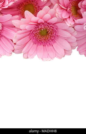 Gerbera ist eine Blume von vielen Korallen geprägt und häufig durch Floristen in Blumensträuße als Schnittblume verwendet, weil es unterscheidungskräftig ist und groß. Stockfoto
