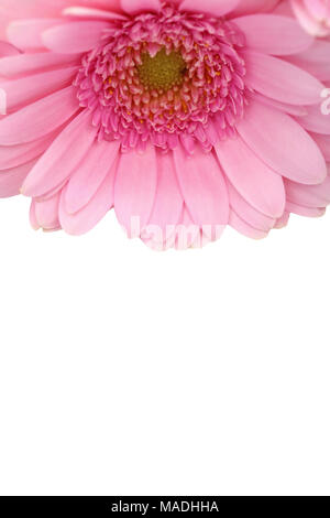 Gerbera ist eine Blume von vielen Korallen geprägt und häufig durch Floristen in Blumensträuße als Schnittblume verwendet, weil es unterscheidungskräftig ist und groß. Stockfoto