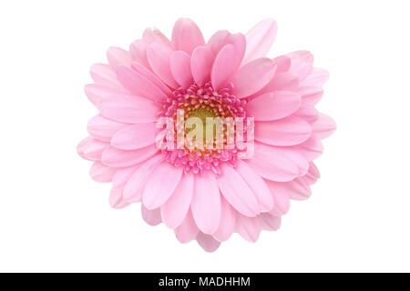 Gerbera ist eine Blume von vielen Korallen geprägt und häufig durch Floristen in Blumensträuße als Schnittblume verwendet, weil es unterscheidungskräftig ist und groß. Stockfoto