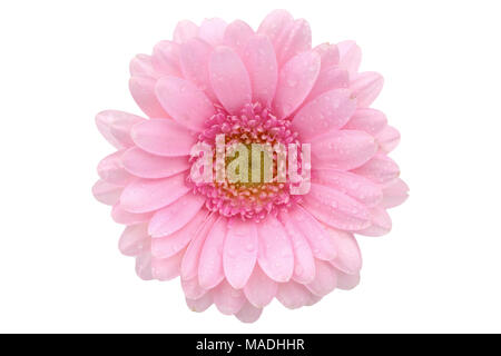 Gerbera ist eine Blume von vielen Korallen geprägt und häufig durch Floristen in Blumensträuße als Schnittblume verwendet, weil es unterscheidungskräftig ist und groß. Stockfoto