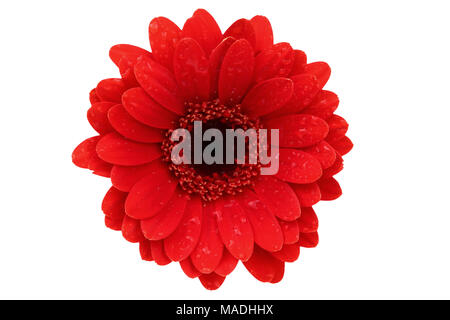 Gerbera ist eine Blume von vielen Korallen geprägt und häufig durch Floristen in Blumensträuße als Schnittblume verwendet, weil es unterscheidungskräftig ist und groß. Stockfoto