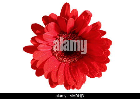 Gerbera ist eine Blume von vielen Korallen geprägt und häufig durch Floristen in Blumensträuße als Schnittblume verwendet, weil es unterscheidungskräftig ist und groß. Stockfoto
