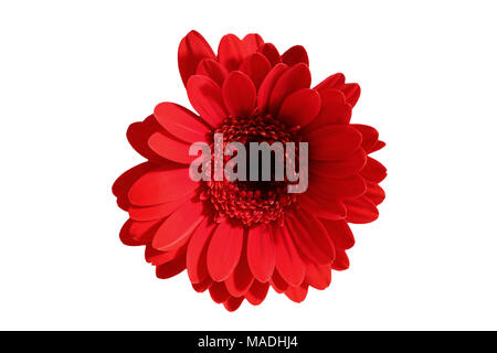 Gerbera ist eine Blume von vielen Korallen geprägt und häufig durch Floristen in Blumensträuße als Schnittblume verwendet, weil es unterscheidungskräftig ist und groß. Stockfoto
