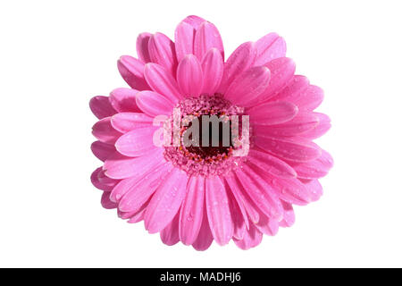 Gerbera ist eine Blume von vielen Korallen geprägt und häufig durch Floristen in Blumensträuße als Schnittblume verwendet, weil es unterscheidungskräftig ist und groß. Stockfoto