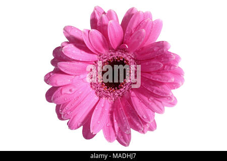 Gerbera ist eine Blume von vielen Korallen geprägt und häufig durch Floristen in Blumensträuße als Schnittblume verwendet, weil es unterscheidungskräftig ist und groß. Stockfoto