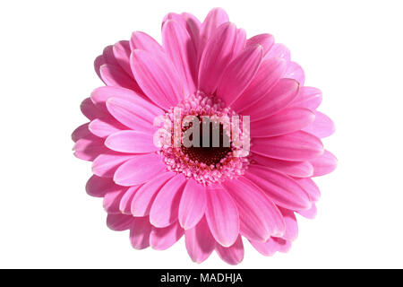 Gerbera ist eine Blume von vielen Korallen geprägt und häufig durch Floristen in Blumensträuße als Schnittblume verwendet, weil es unterscheidungskräftig ist und groß. Stockfoto