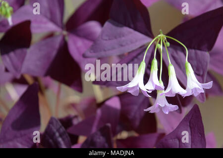 Lila Shamrocks in der Blüte. Hintergrund der dunklen lila Blätter. Stockfoto