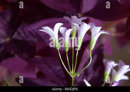 Lila Shamrocks in der Blüte. Hintergrund der dunklen lila Blätter. Stockfoto