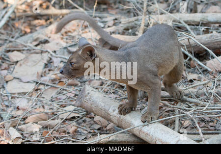 Eine Fossa (Cryptoprocta Ferox) nach einer Nacht der Jagd in Kirindy Wald in Madagaskar Stockfoto