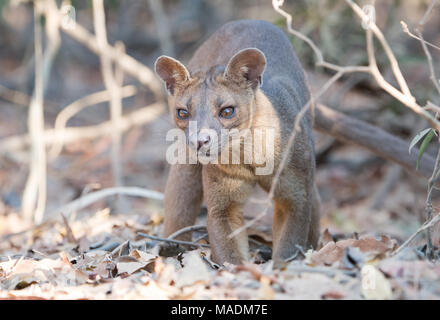 Eine Fossa (Cryptoprocta Ferox) nach einer Nacht der Jagd in Kirindy Wald in Madagaskar Stockfoto