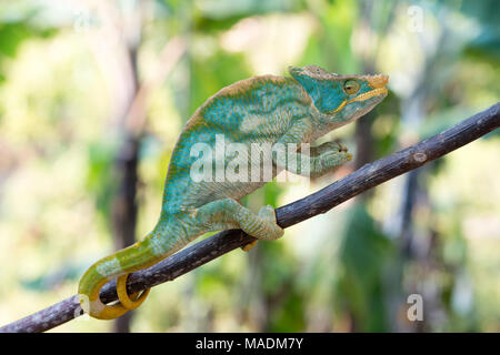 Eine türkisfarbene Parsons Chamäleon (Calumma parsonii) auf einem Zweig in Madagaskar Stockfoto