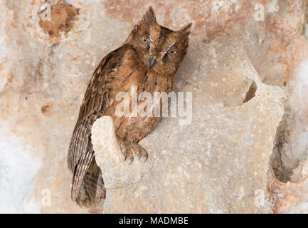 Ein Madagascar Scops Owl (Otus rutilus) ruht auf einer geschützten Wand Stockfoto